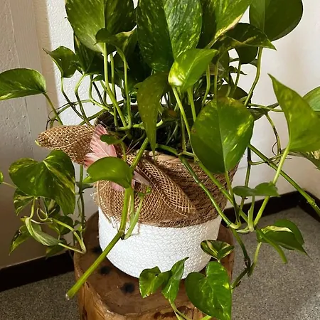 Donna Lucrezia * Специя